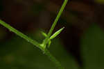 Beaked agrimony